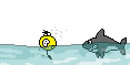 Shark.gif